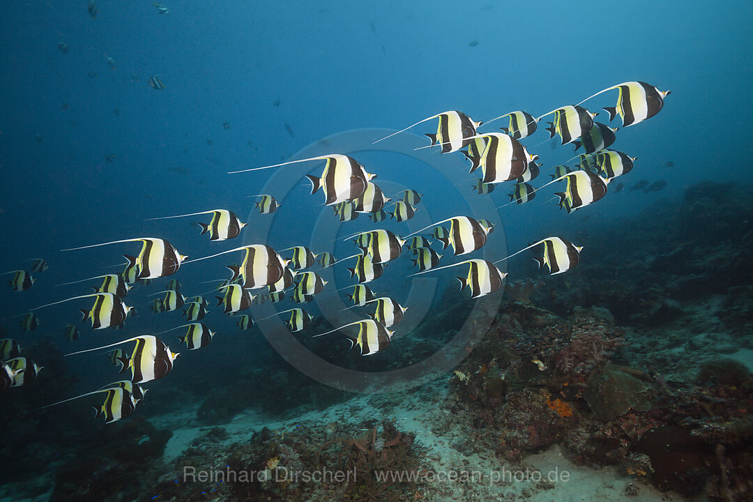 Schwarm Halfterfische, Zanclus cornutus, Raja Ampat, West Papua, Indonesien