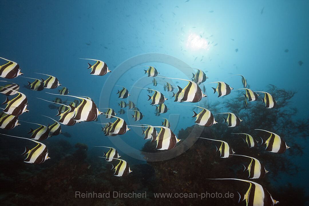 Shoal of Moorish Idol, Zanclus cornutus, Raja Ampat, West Papua, Indonesia