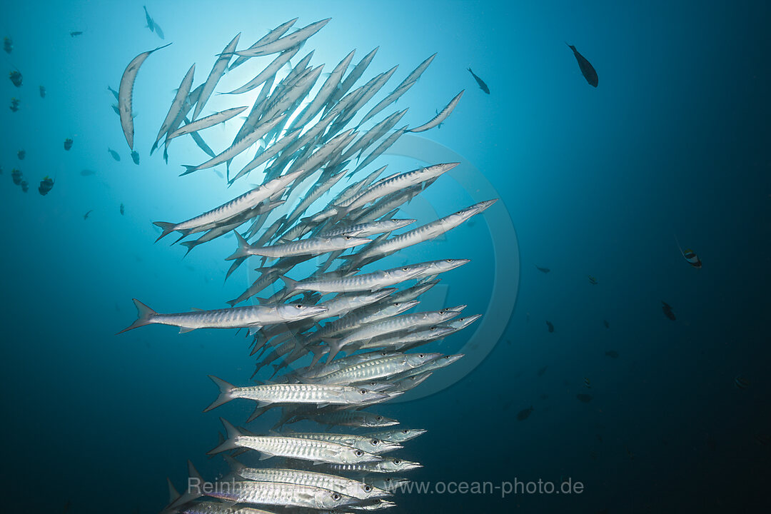 Schwarm Barrakudas, Sphyraena qenie, Raja Ampat, West Papua, Indonesien