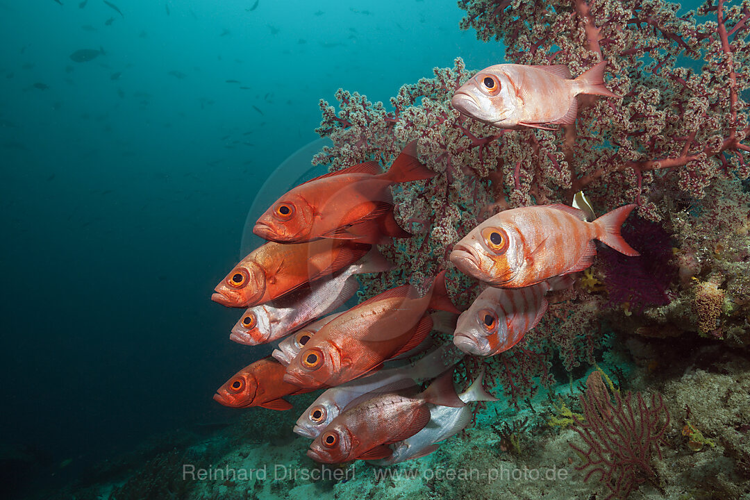 Shoal of Crescent-tail Bigeye, Priacanthus hamrur, Raja Ampat, West Papua, Indonesia