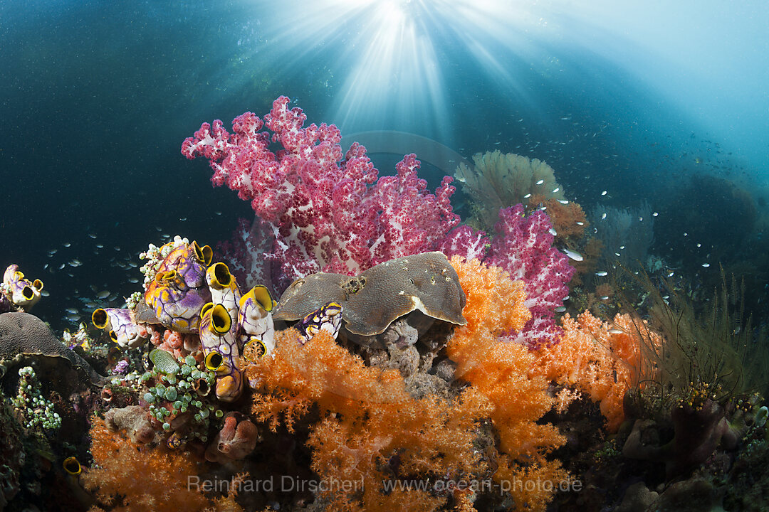 Corals growing near Mangroves, Raja Ampat, West Papua, Indonesia