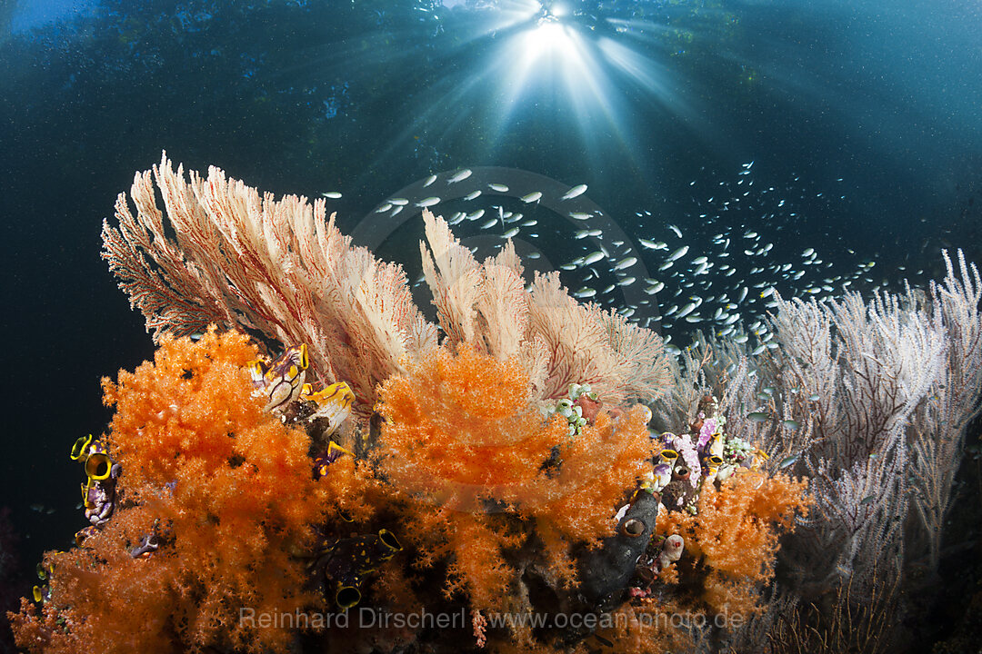 Korallen im flachen Mangrovenbereich, Raja Ampat, West Papua, Indonesien