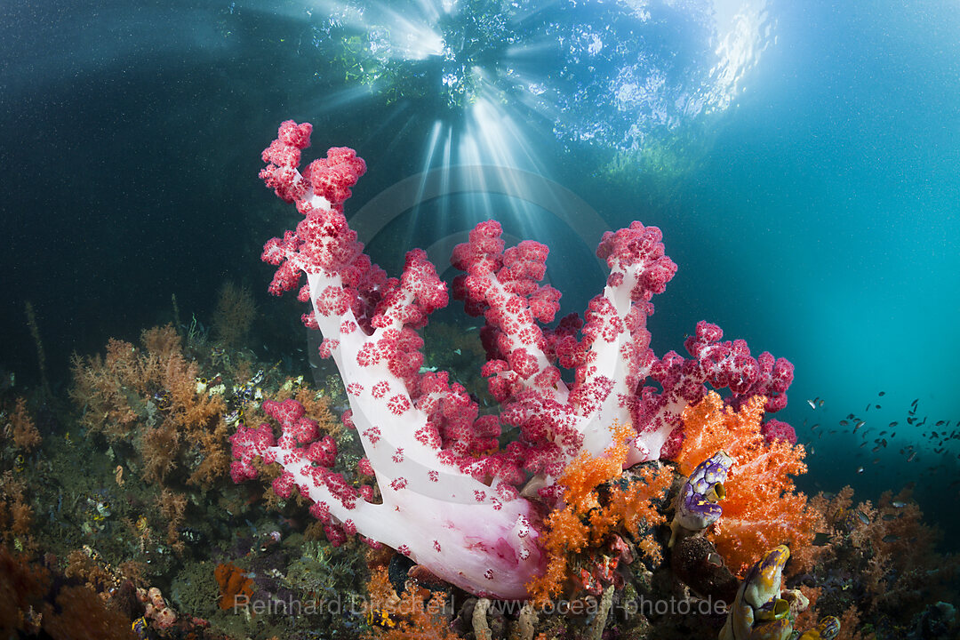 Korallen im flachen Mangrovenbereich, Raja Ampat, West Papua, Indonesien