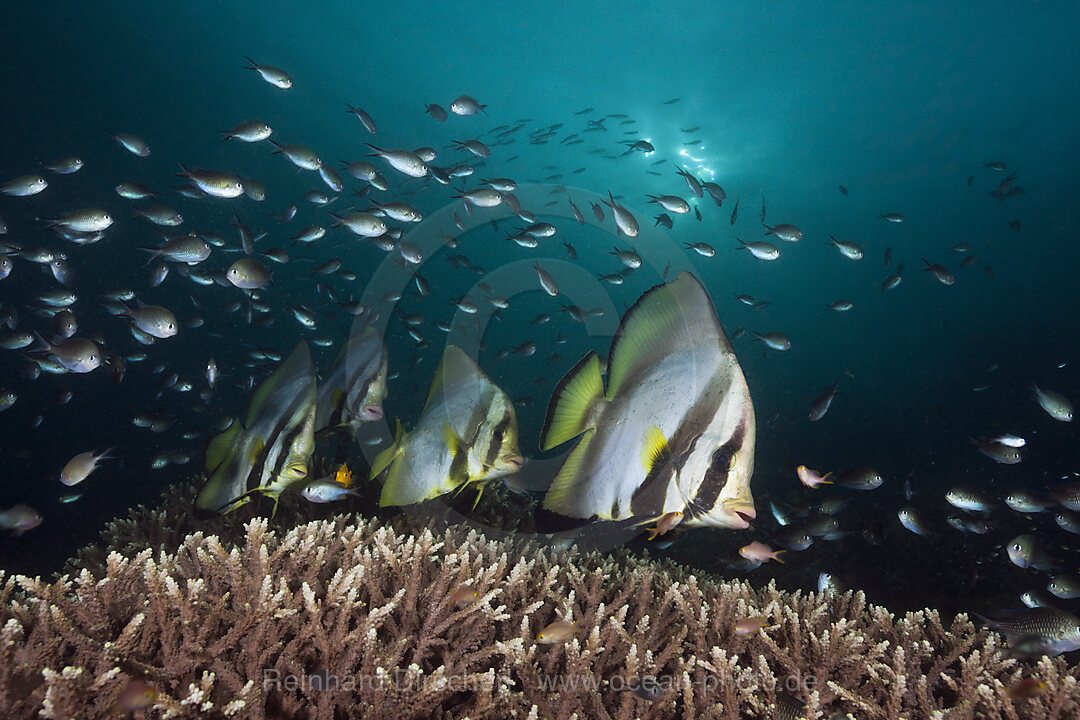 Pinnate Batfish, Platax pinnatus, Raja Ampat, West Papua, Indonesia