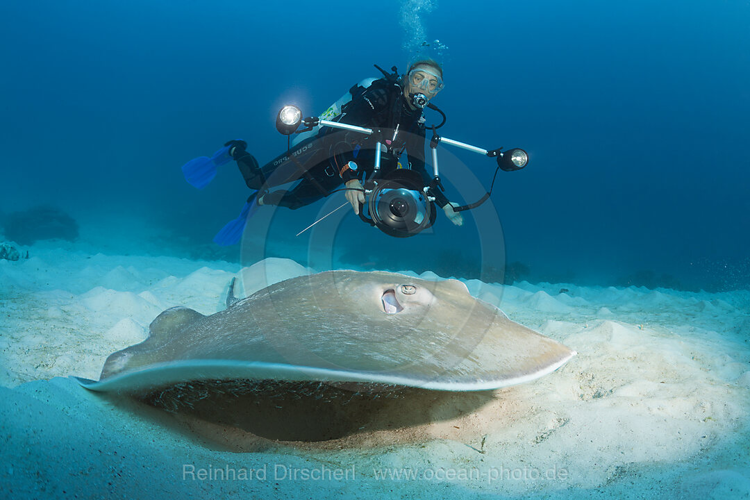 Lila Peitschenschwanz-Stechrochen, Himantura fai, Raja Ampat, West Papua, Indonesien