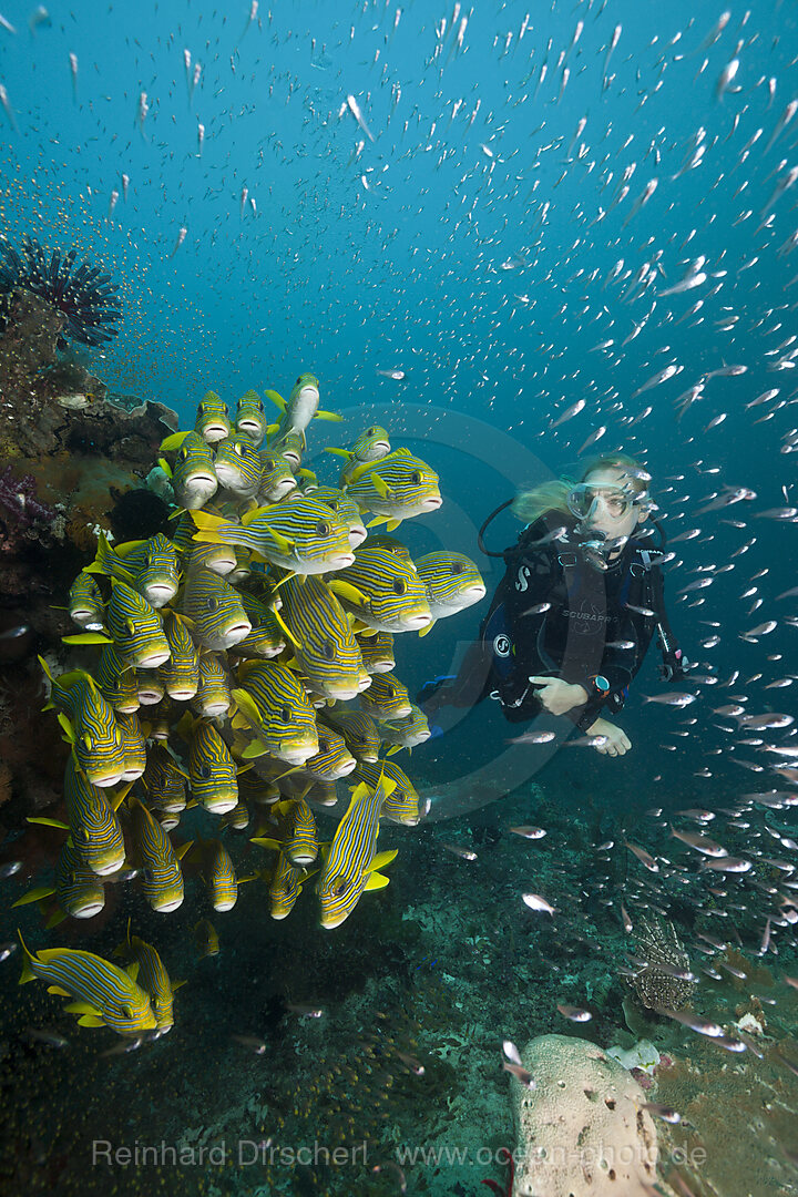 Shoal of Yellow-ribbon Sweetlips, Plectorhinchus polytaenia, Raja Ampat, West Papua, Indonesia