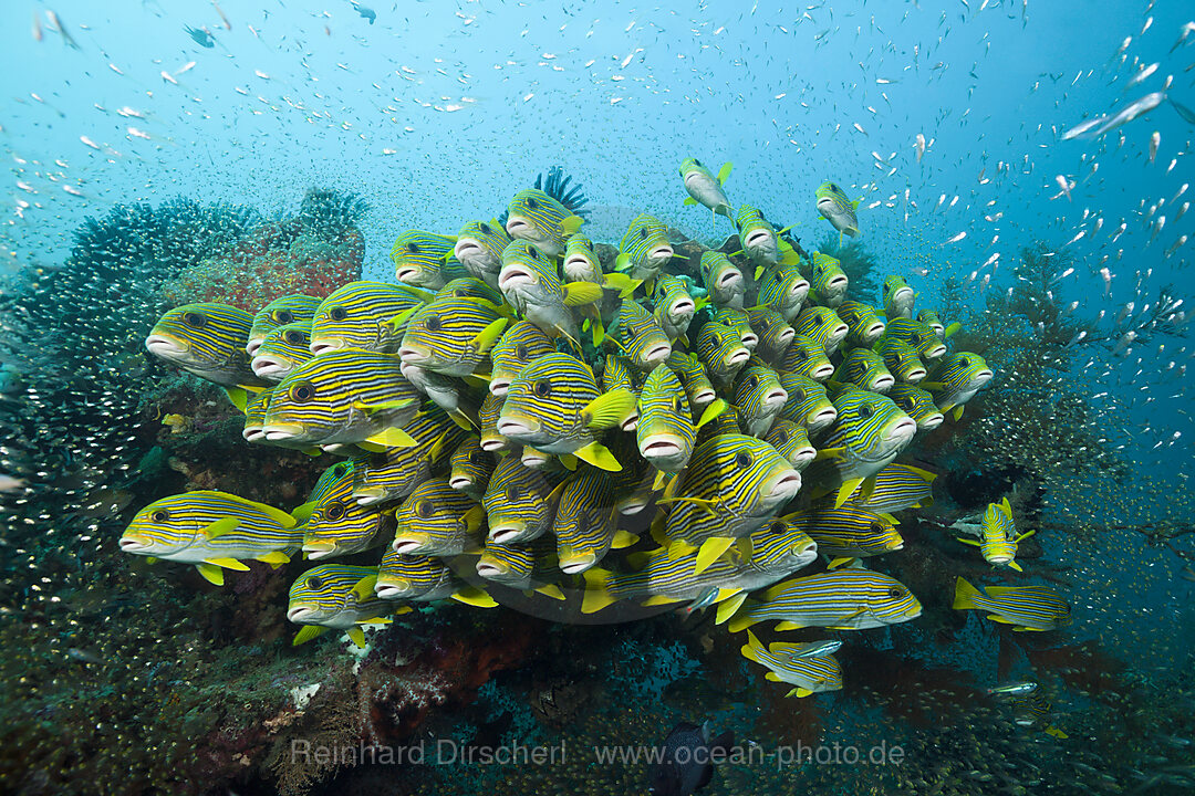 Schwarm Goldstreifen-Suesslippen, Plectorhinchus polytaenia, Raja Ampat, West Papua, Indonesien