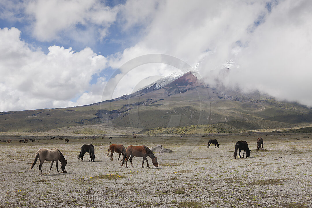 Wilde Pferde vor dem Cotopaxi, Cotopaxi Nationalpark, Galapagos, Ecuador