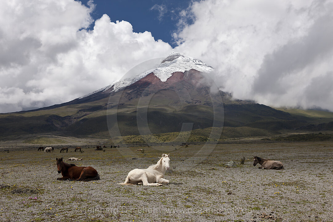 Wilde Pferde vor dem Cotopaxi, Cotopaxi Nationalpark, Galapagos, Ecuador