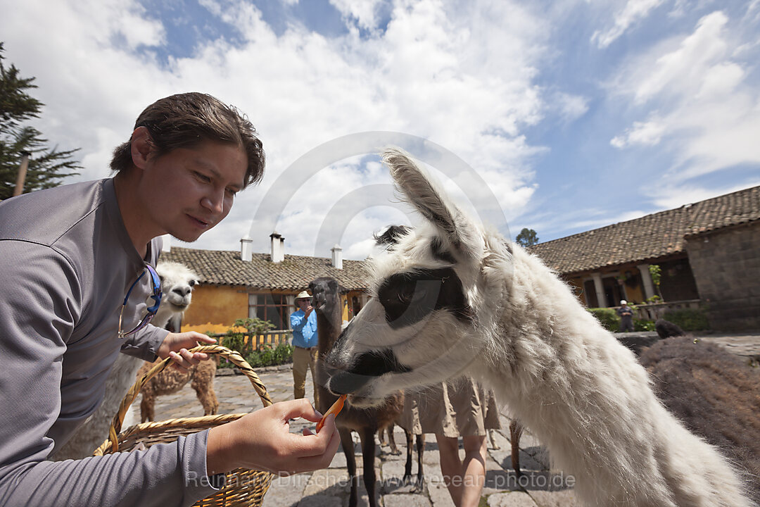 Lamas in der Hacienda San Augustin de Callo, Lama glama, Cotopaxi Nationalpark, Galapagos, Ecuador