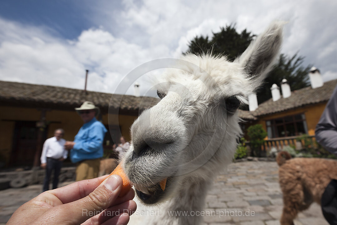 Lamas in der Hacienda San Augustin de Callo, Lama glama, Cotopaxi Nationalpark, Galapagos, Ecuador