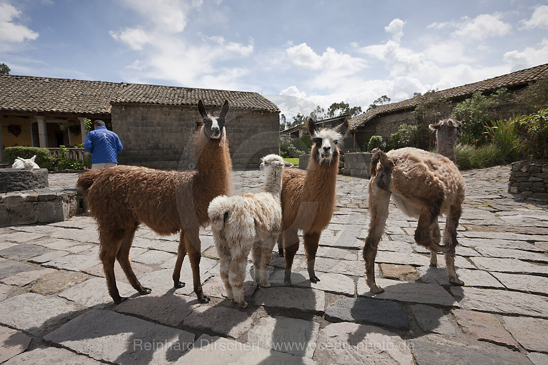 Lamas in der Hacienda San Augustin de Callo, Lama glama, Cotopaxi Nationalpark, Galapagos, Ecuador