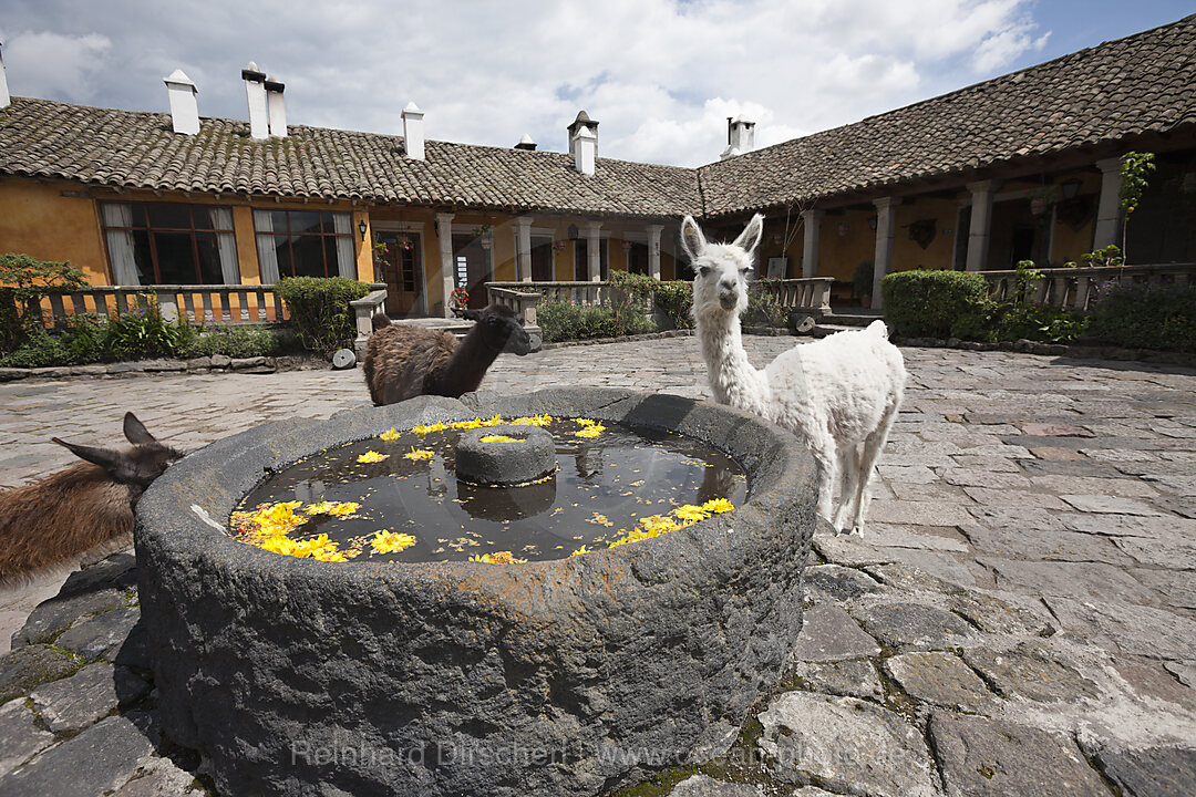 Lamas in der Hacienda San Augustin de Callo, Lama glama, Cotopaxi Nationalpark, Galapagos, Ecuador