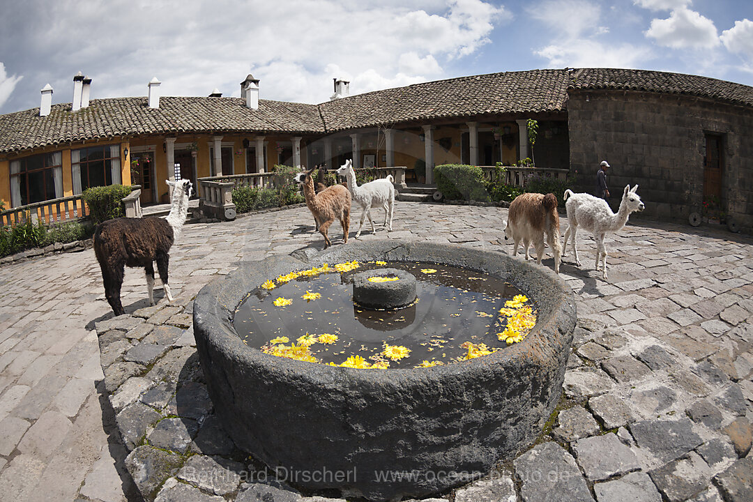Lamas in der Hacienda San Augustin de Callo, Lama glama, Cotopaxi Nationalpark, Galapagos, Ecuador