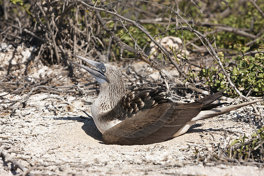 Blaufusstoelpel auf Nest, Sula nebouxii, North Seymour, Galapagos, Ecuador