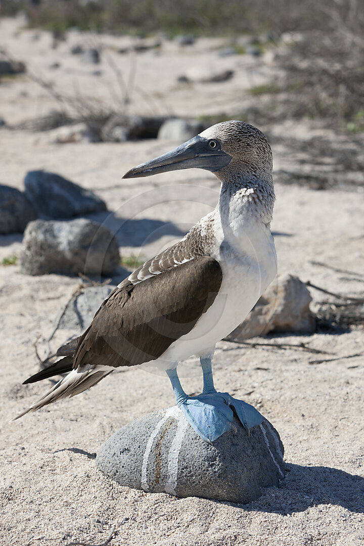 Blaufusstoelpel, Sula nebouxii, North Seymour, Galapagos, Ecuador