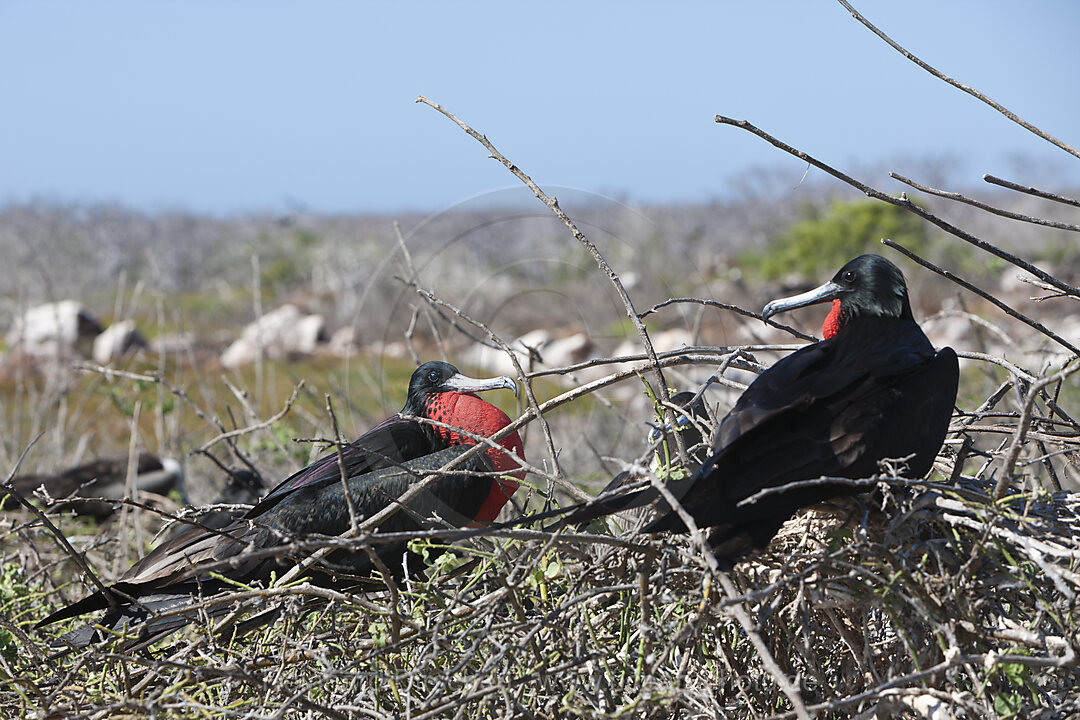 Fregattvoegel, Fregata magnificens, North Seymour, Galapagos, Ecuador