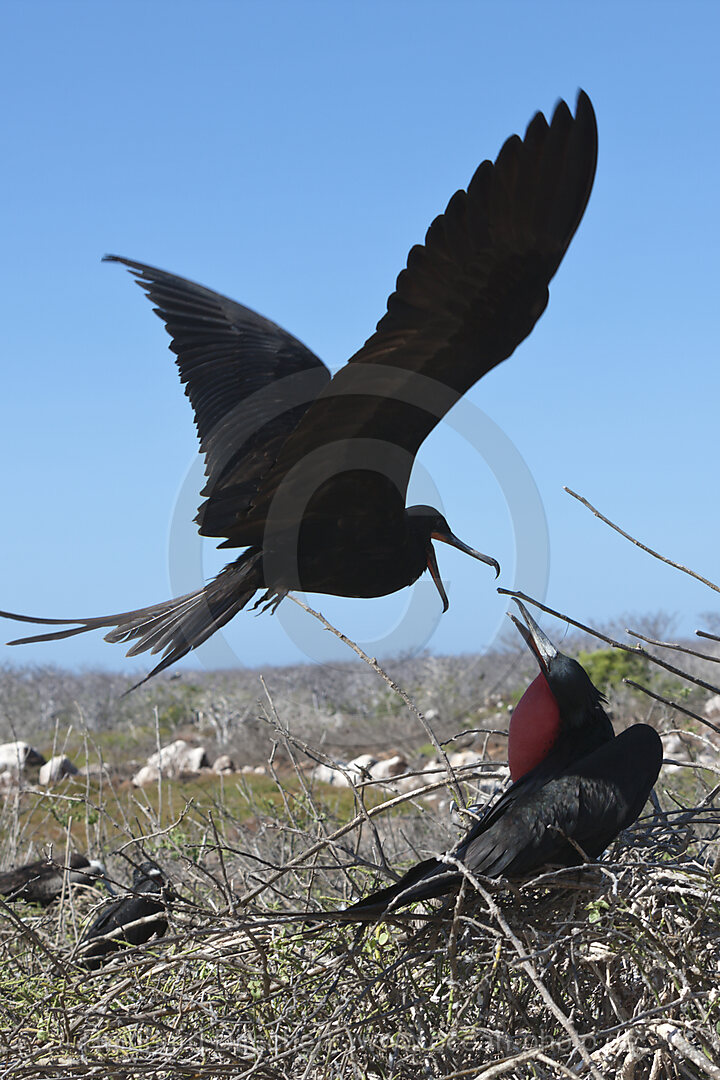 Fregattvoegel, Fregata magnificens, North Seymour, Galapagos, Ecuador