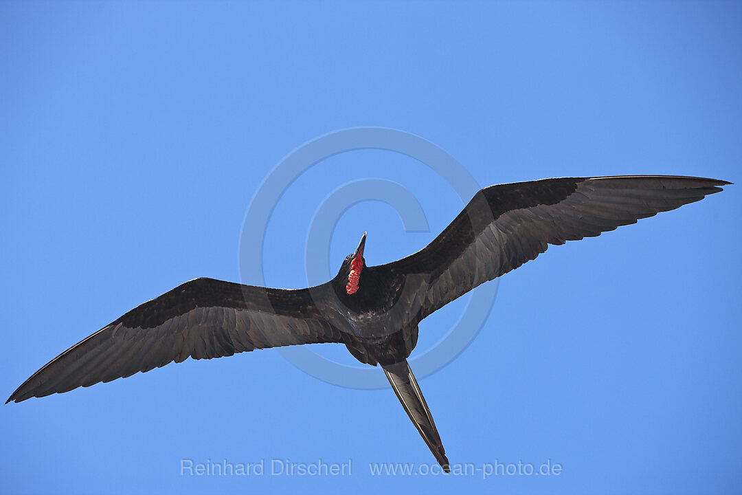 Fregattvogel im Flug, Fregata magnificens, North Seymour, Galapagos, Ecuador