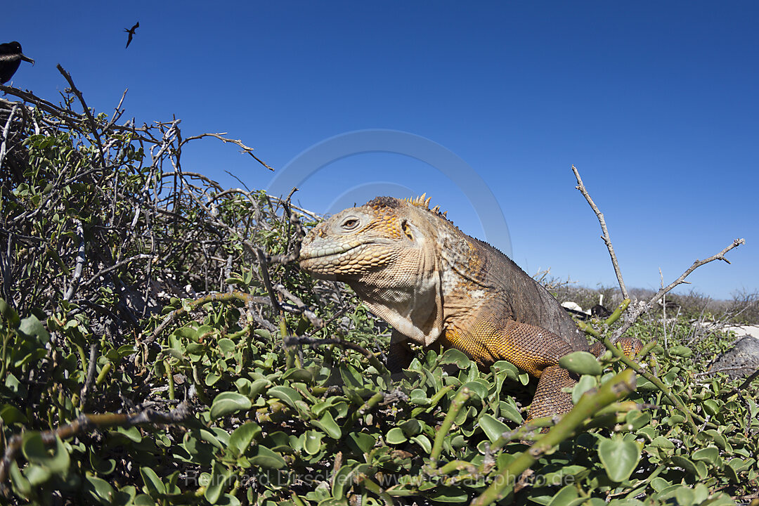 Galapagos Land Iguana, Conolophus subcristatus, North Seymour, Galapagos, Ecuador