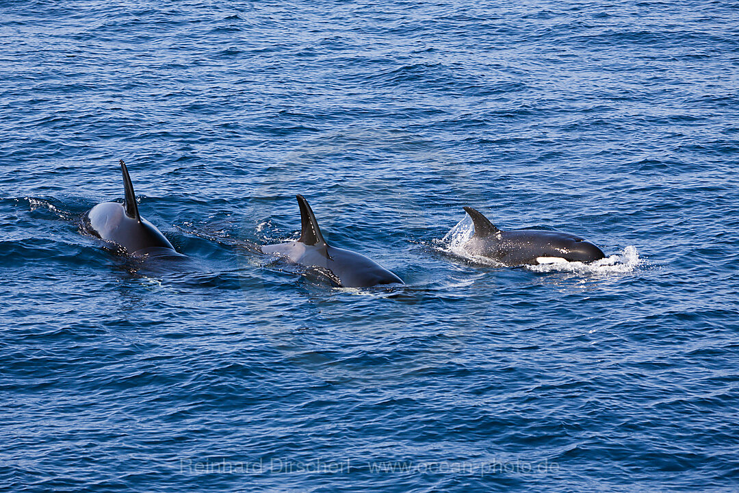 Killerwale, Orcinus orca, Isabela Island, Galapagos, Ecuador