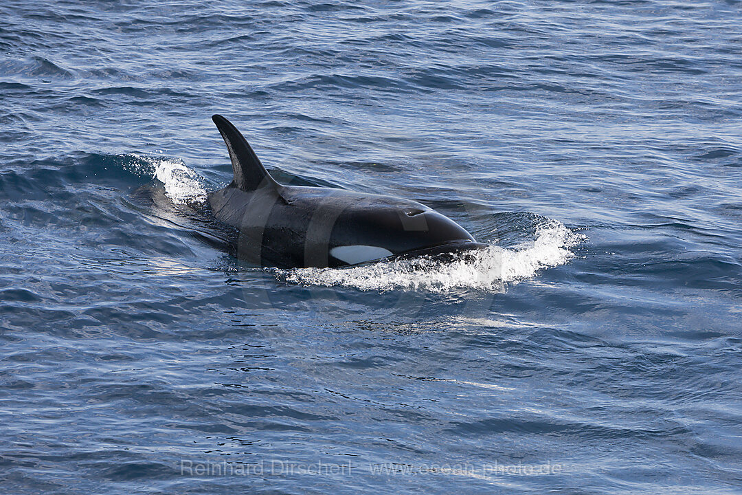 Killerwale, Orcinus orca, Isabela Island, Galapagos, Ecuador