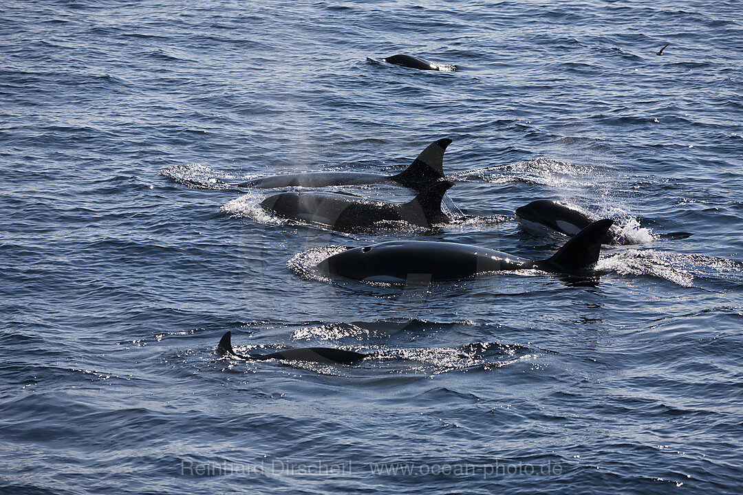 Killerwale, Orcinus orca, Isabela Island, Galapagos, Ecuador