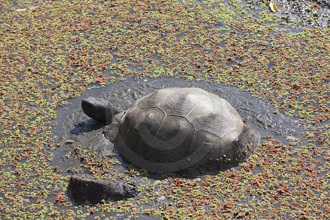 Galapagos-Riesenschildkroete, Chelonoidis nigra, Santa Cruz Island, Galapagos, Ecuador