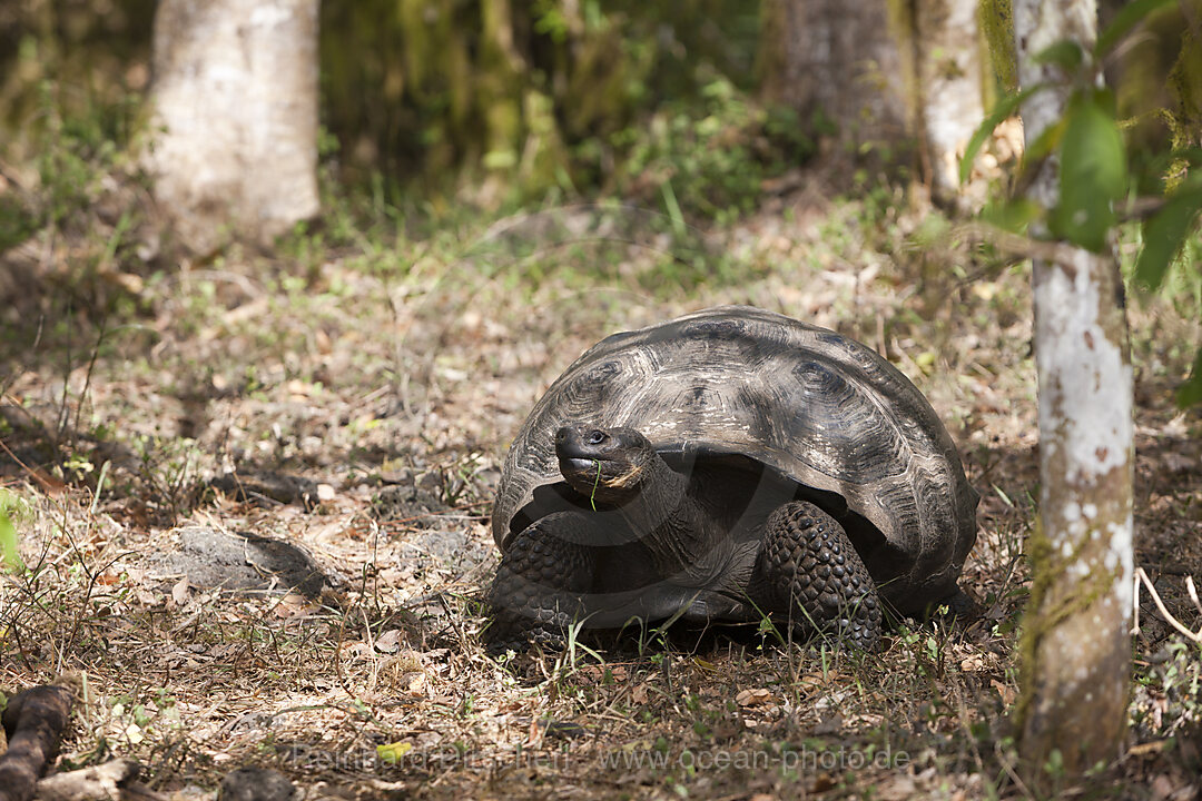 Galapagos-Riesenschildkroete, Chelonoidis nigra, Santa Cruz Island, Galapagos, Ecuador