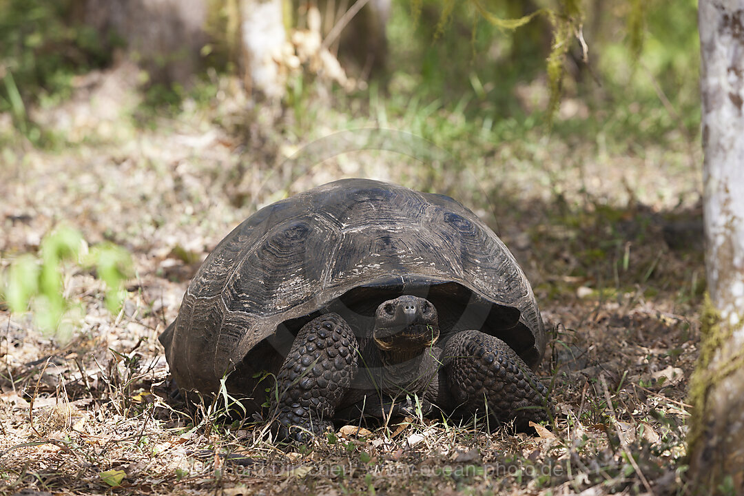 Galapagos-Riesenschildkroete, Chelonoidis nigra, Santa Cruz Island, Galapagos, Ecuador
