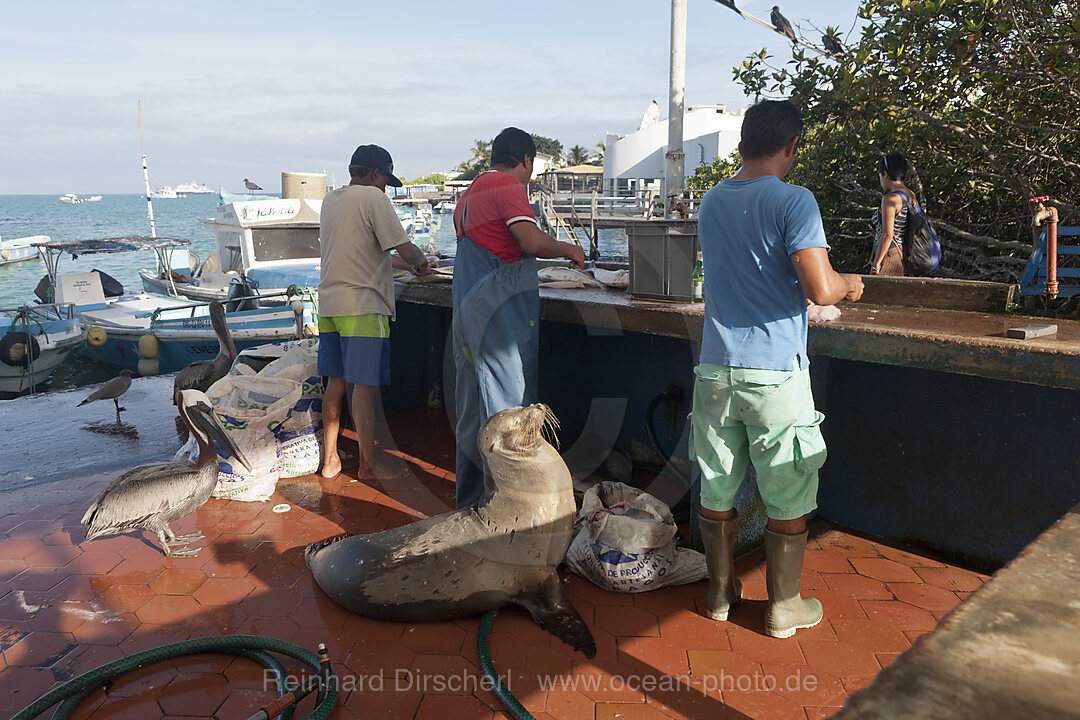 Lokaler Fischmarkt, Puerto Ayora, Santa Cruz Island, Galapagos, Ecuador