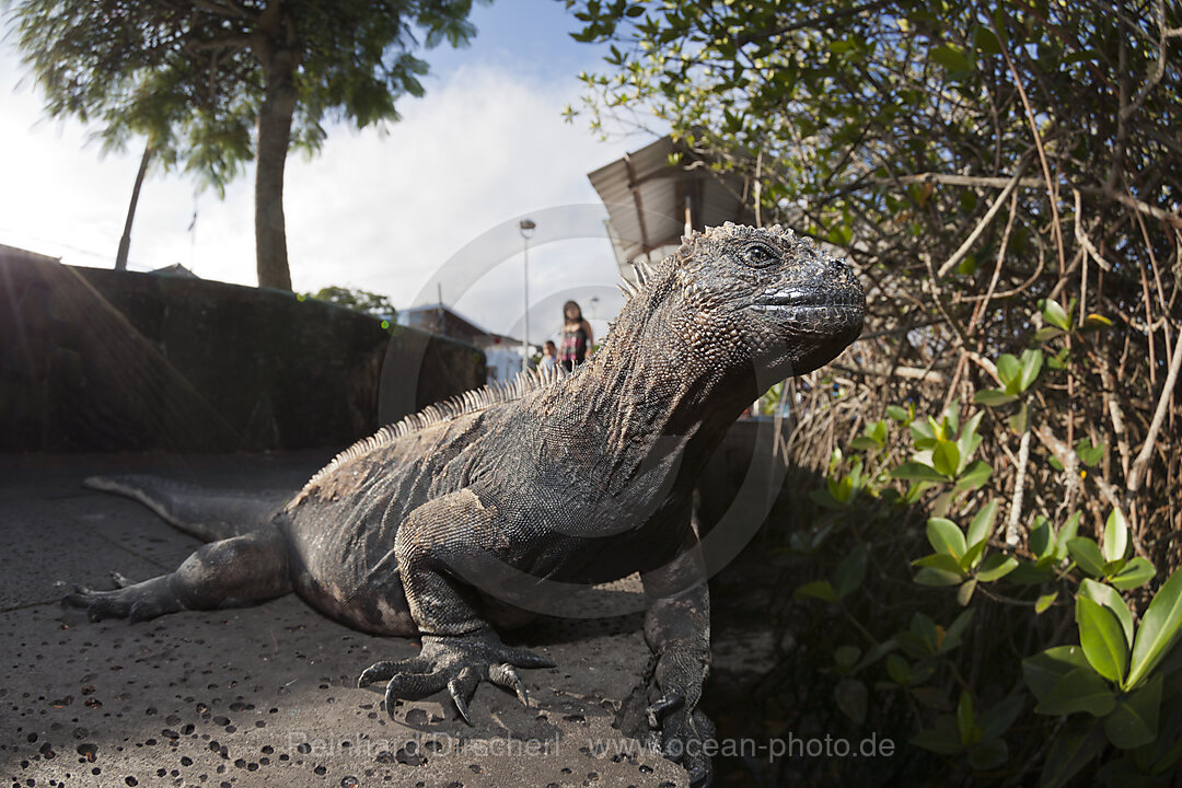 Galapagos-Meerechse, Amblyrhynchus cristatus, Puerto Ayora, Santa Cruz Island, Galapagos, Ecuador