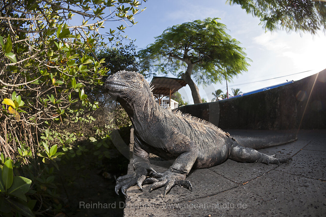 Galapagos-Meerechse, Amblyrhynchus cristatus, Puerto Ayora, Santa Cruz Island, Galapagos, Ecuador