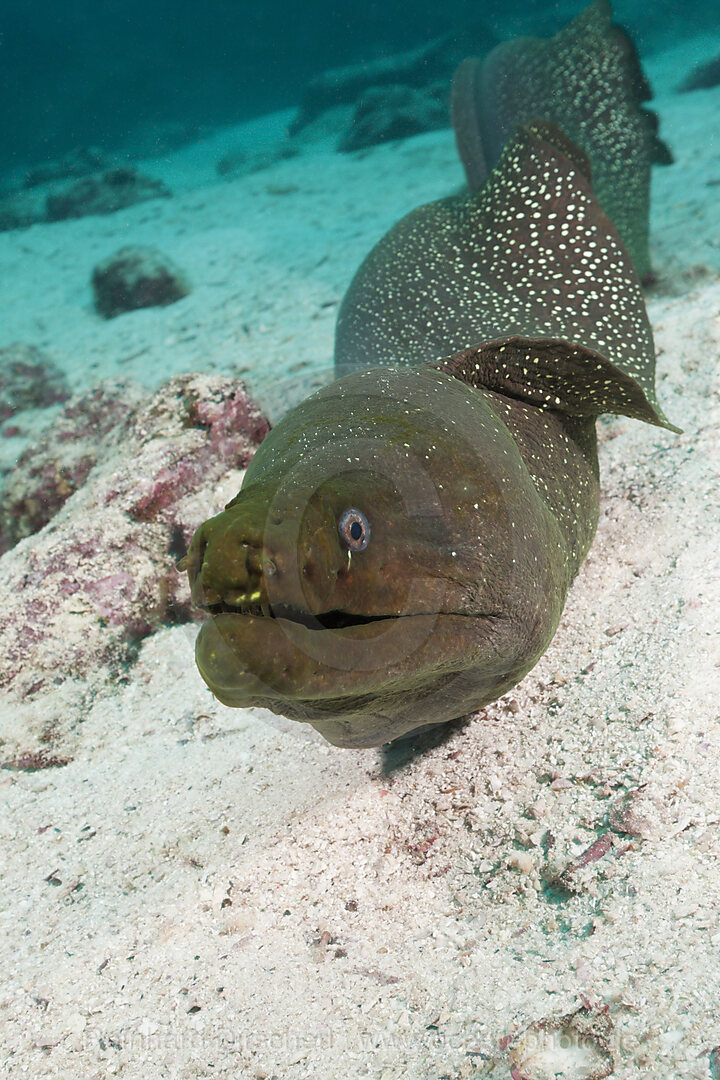 Gepunktete Muraene, Gymnothorax dovii, Baltra Island, Galapagos, Ecuador