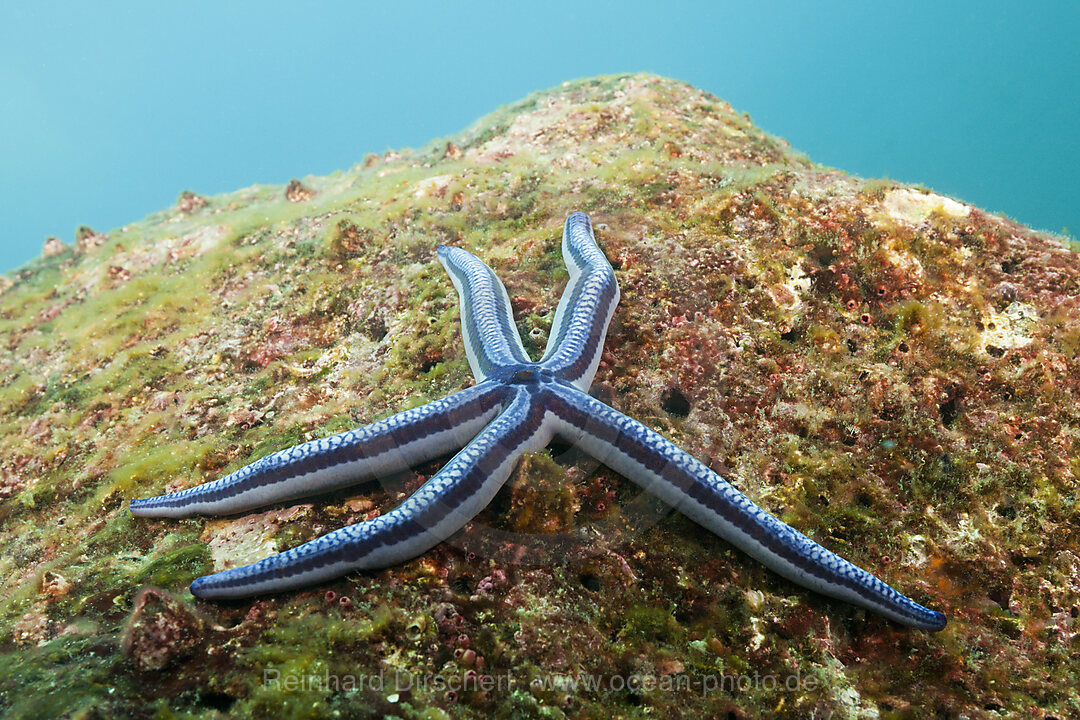 Blauer Seestern, Phataria unifascialis, Baltra Island, Galapagos, Ecuador