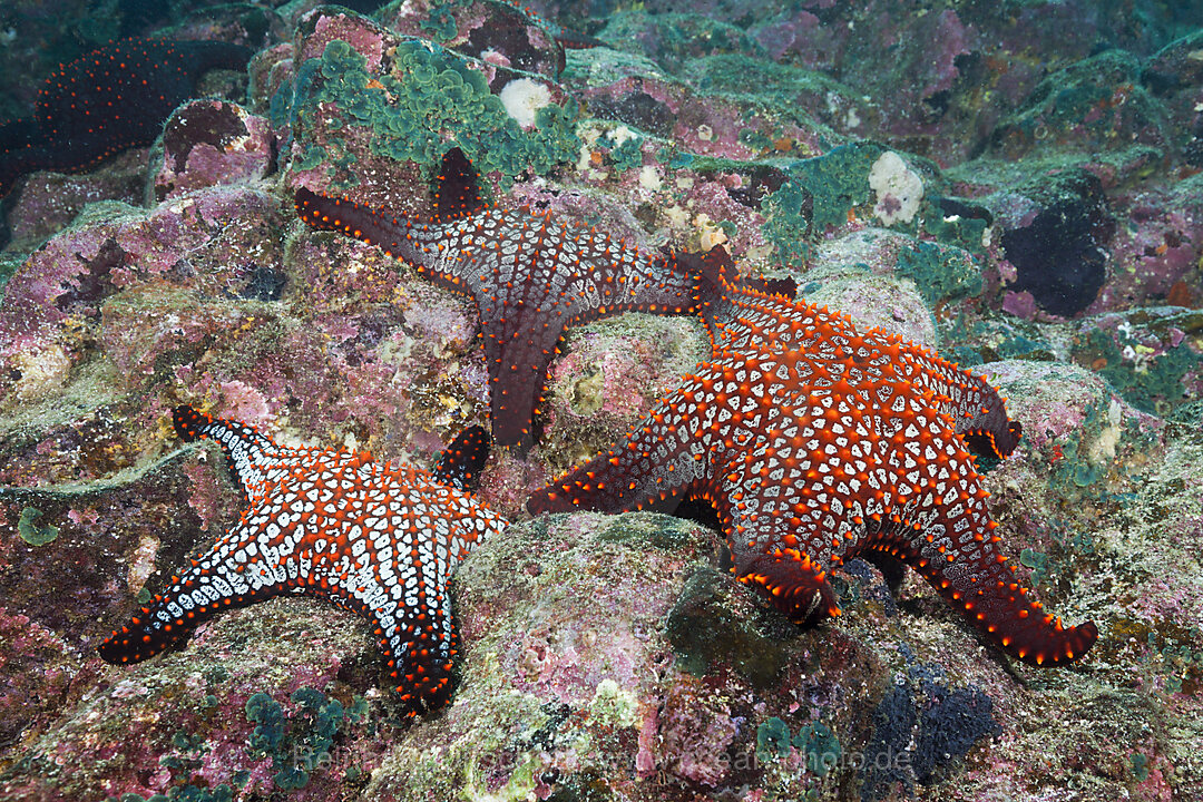 Noppen-Seesterne, Pentaceraster cumingi, Baltra Island, Galapagos, Ecuador