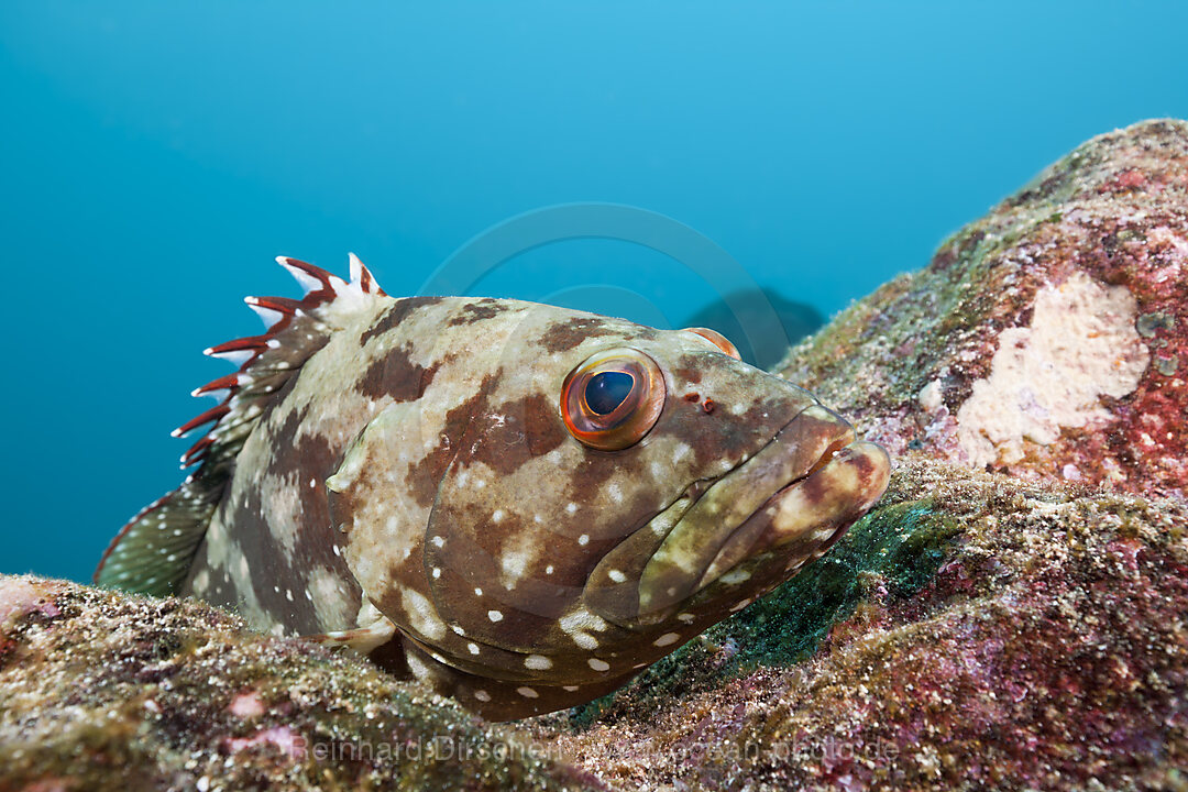 Sternen-Zackenbarsch, Epinephelus labriformis, North Seymour, Galapagos, Ecuador
