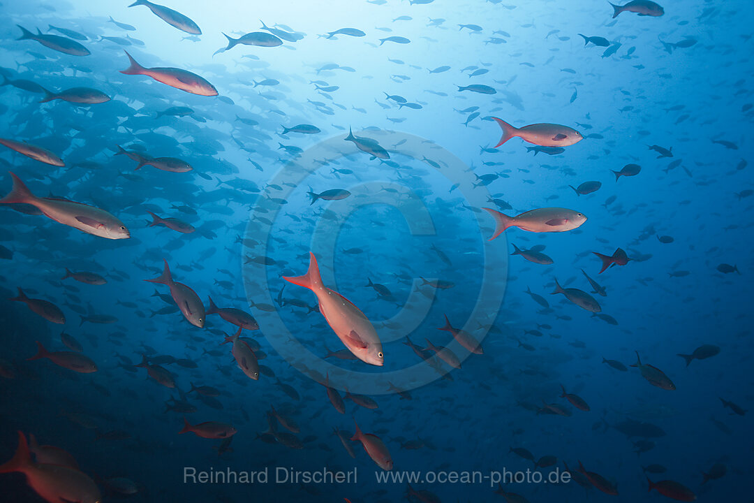 Schwarm Kreolenbarsche, Paranthias colonus, Arch, Darwin Island, Galapagos, Ecuador