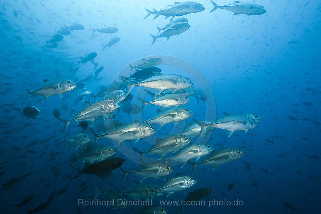 Shoal of Bigeye Trevally, Caranx sexfasciatus, Arch, Darwin Island, Galapagos, Ecuador