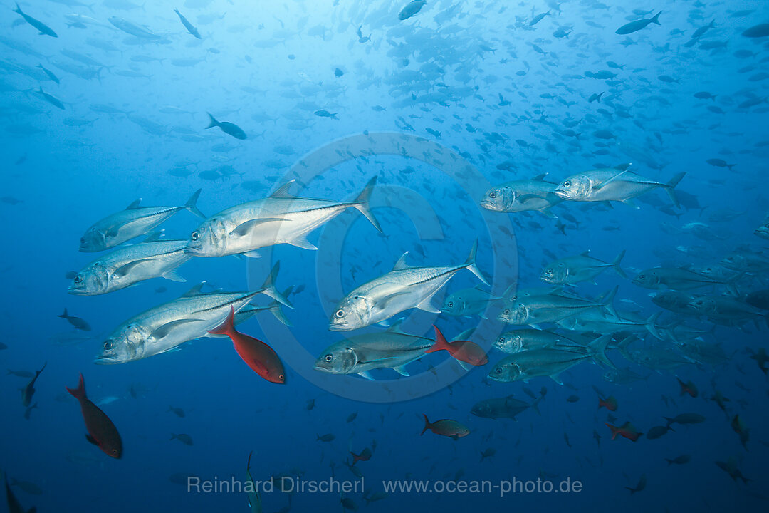 Shoal of Bigeye Trevally, Caranx sexfasciatus, Arch, Darwin Island, Galapagos, Ecuador
