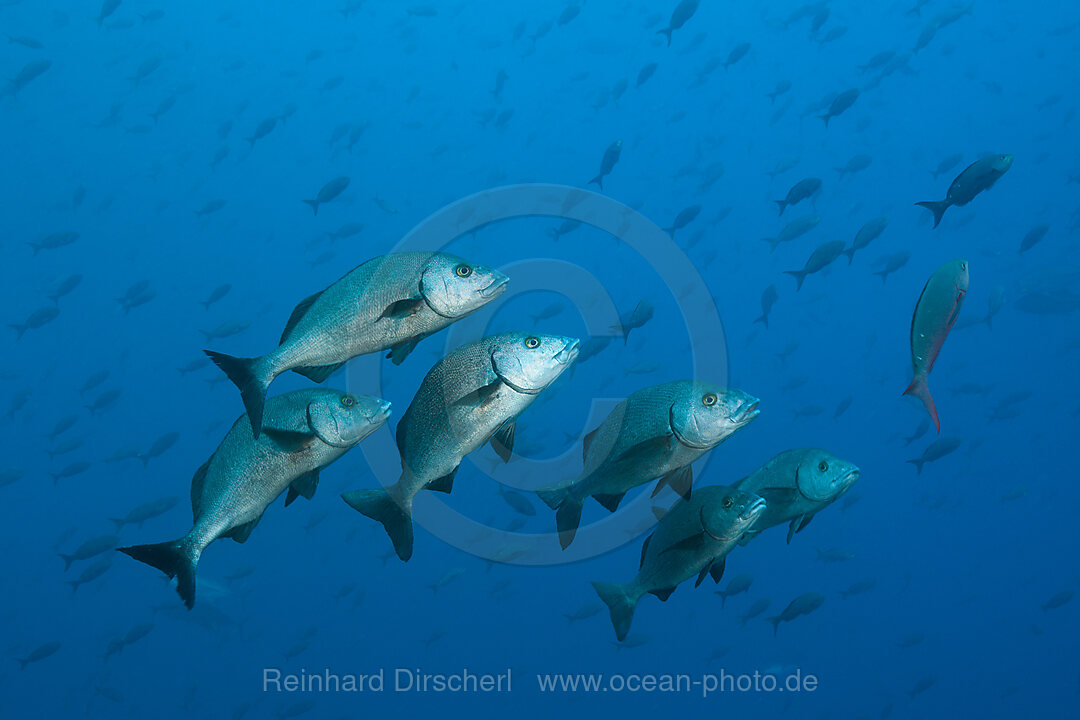 Shoal of Galapgos Grunt, Orthopristis forbesi, Arch, Darwin Island, Galapagos, Ecuador