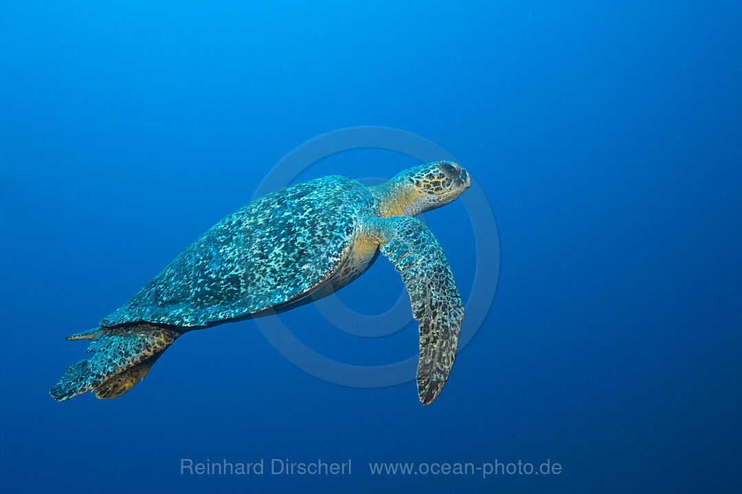 Gruene Meeresschildkroete, Chelonia mydas, Arch, Darwin Island, Galapagos, Ecuador