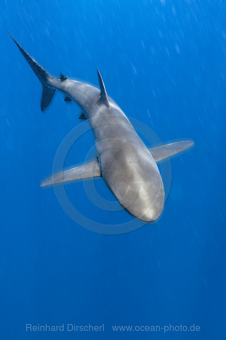 Silky Shark, Carcharhinus falciformis, Arch, Darwin Island, Galapagos, Ecuador