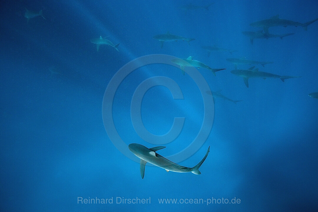 Silky Sharks, Carcharhinus falciformis, Arch, Darwin Island, Galapagos, Ecuador