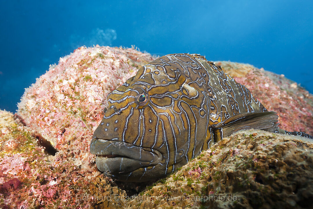 Giant Hawkfish, Cirrhitus rivulatus, Arch, Darwin Island, Galapagos, Ecuador