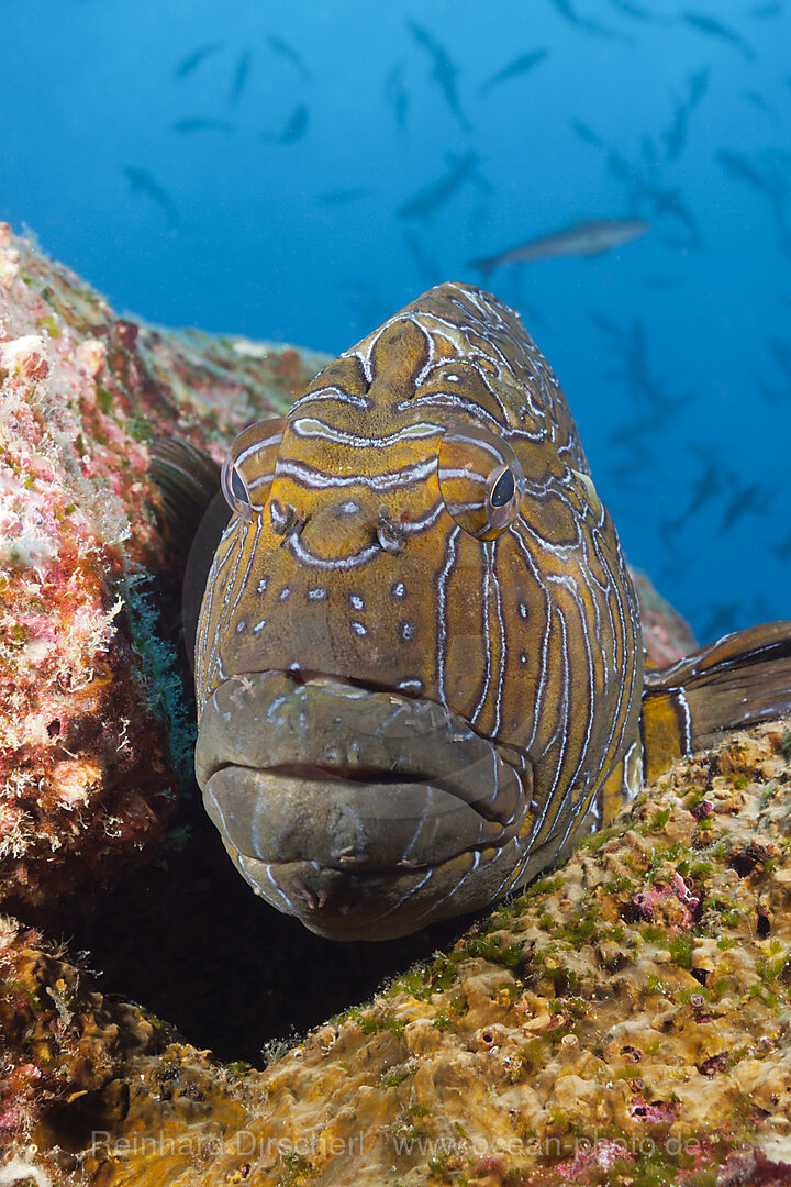 Hieroglyphen-Korallenwaechter, Cirrhitus rivulatus, Arch, Darwin Island, Galapagos, Ecuador