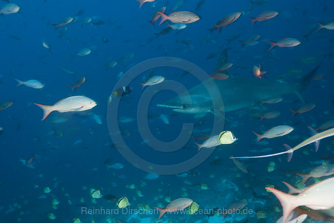 Scalloped Hammerhead Shark, Sphyrna lewini, Arch, Darwin Island, Galapagos, Ecuador
