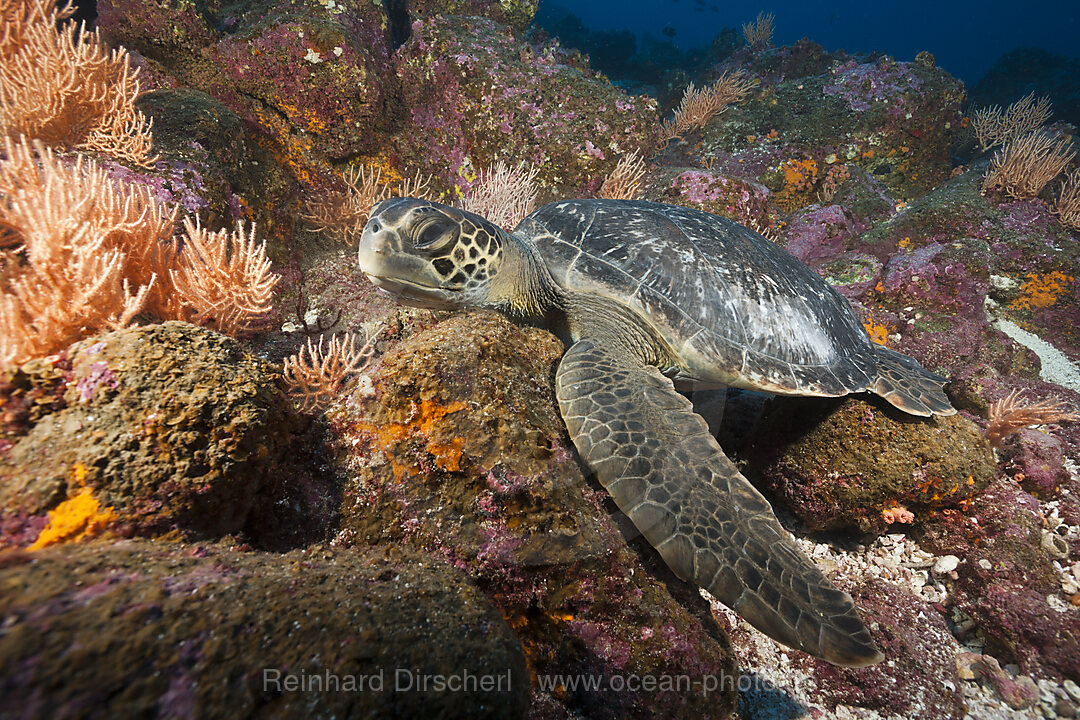 Gruene Meeresschildkroete, Chelonia mydas, Arch, Darwin Island, Galapagos, Ecuador