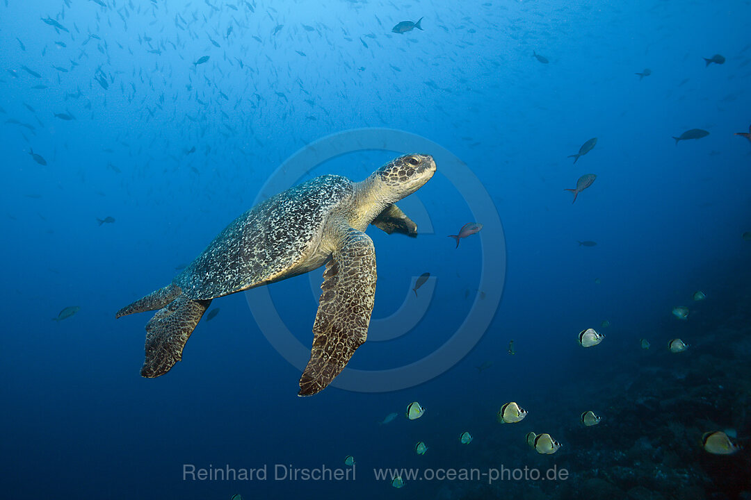 Gruene Meeresschildkroete, Chelonia mydas, Arch, Darwin Island, Galapagos, Ecuador