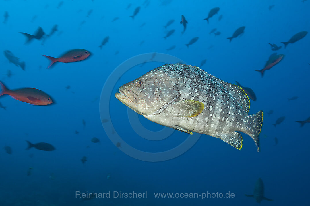 Gelbsaum-Zackenbarsch, Dermatolepis dermatolepis, Arch, Darwin Island, Galapagos, Ecuador